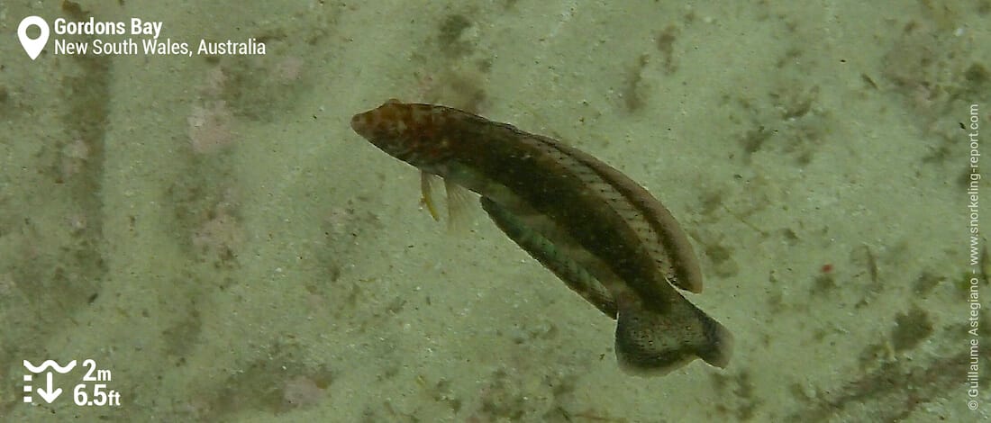 Snake-skin wrasse at Gordons Bay