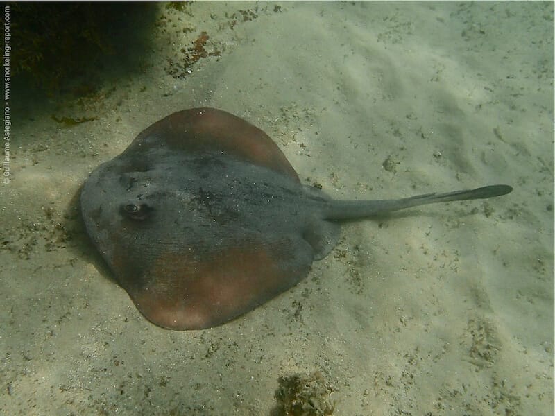 Trygonoptera testacea