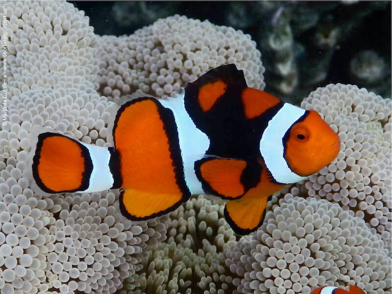 Amphiprion percula