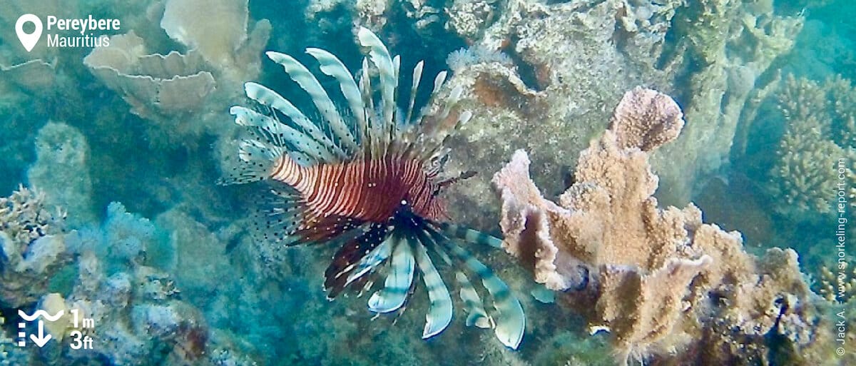 Indian Ocean lionfish