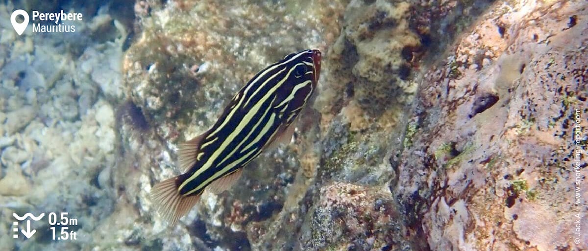 Sixlined soapfish in Pereybere