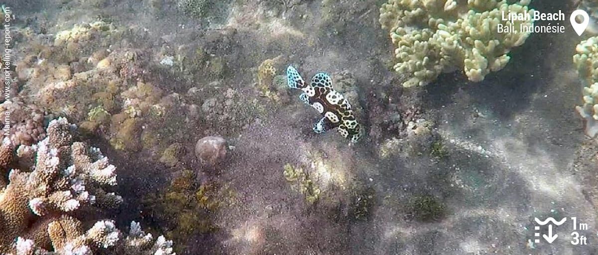 Diagramme arlequin à Lipah Beach, Amed