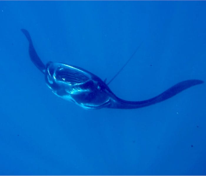 Manta Ray Passage