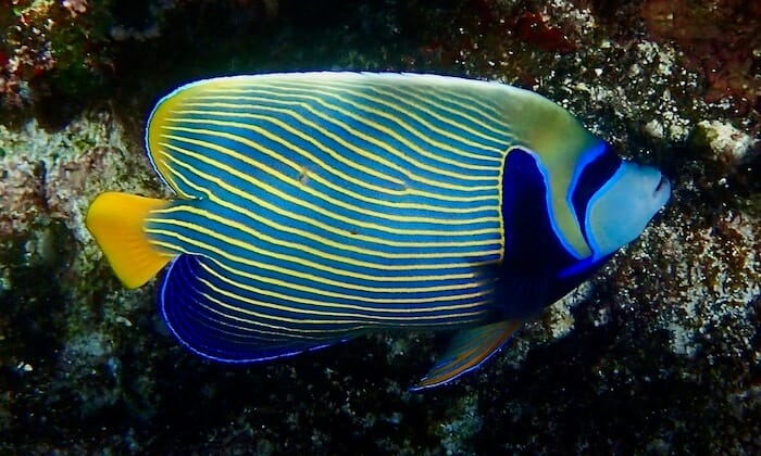 Angelfish