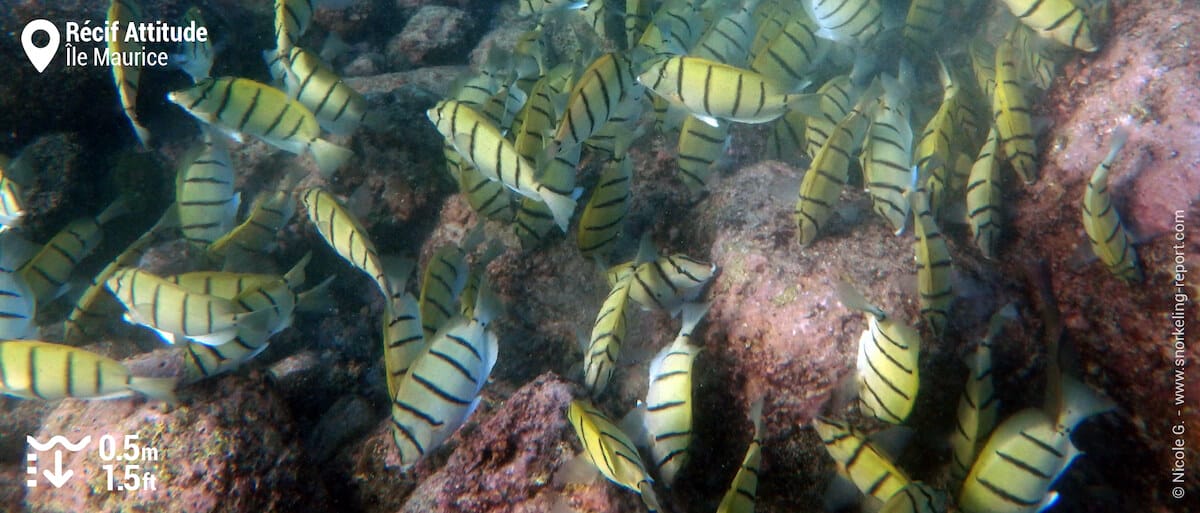 Chirurgiens bagnards au Récif Attitude