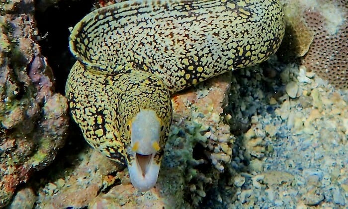 Moray eel