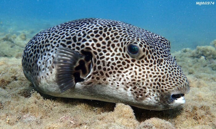 Pufferfish