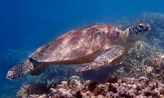 Sea turtle