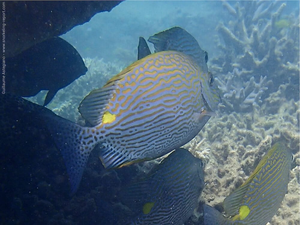 Siganus lineatus