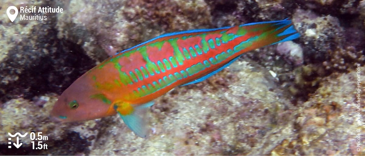 Surge wrasse