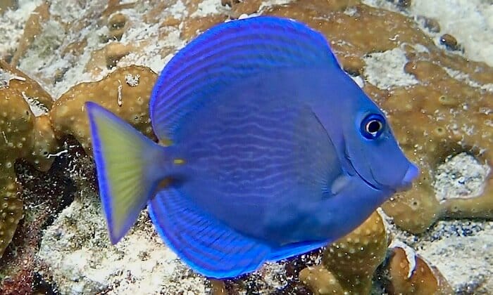 Surgeonfish