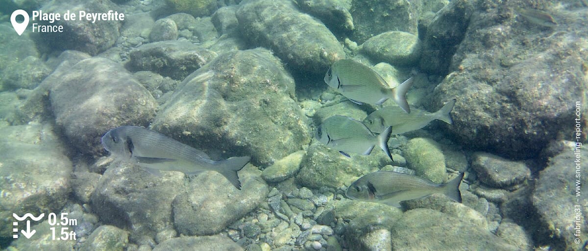 Dorades et sars dans la réserve naturelle de Banyuls-Cerbère