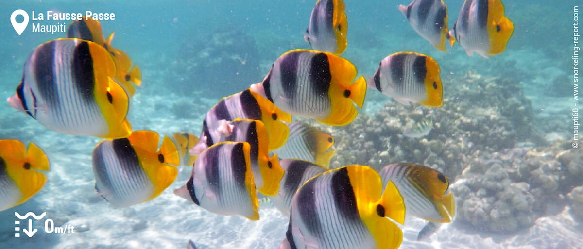 Poisson-papillon d'Ulietea à Maupiti