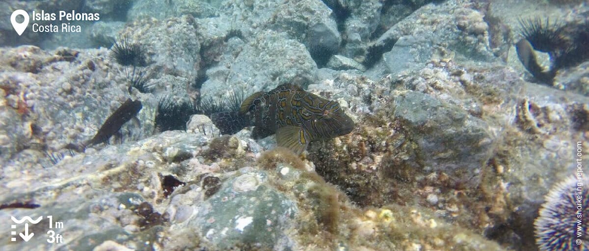 Giant hawkfish at Islas Pelonas