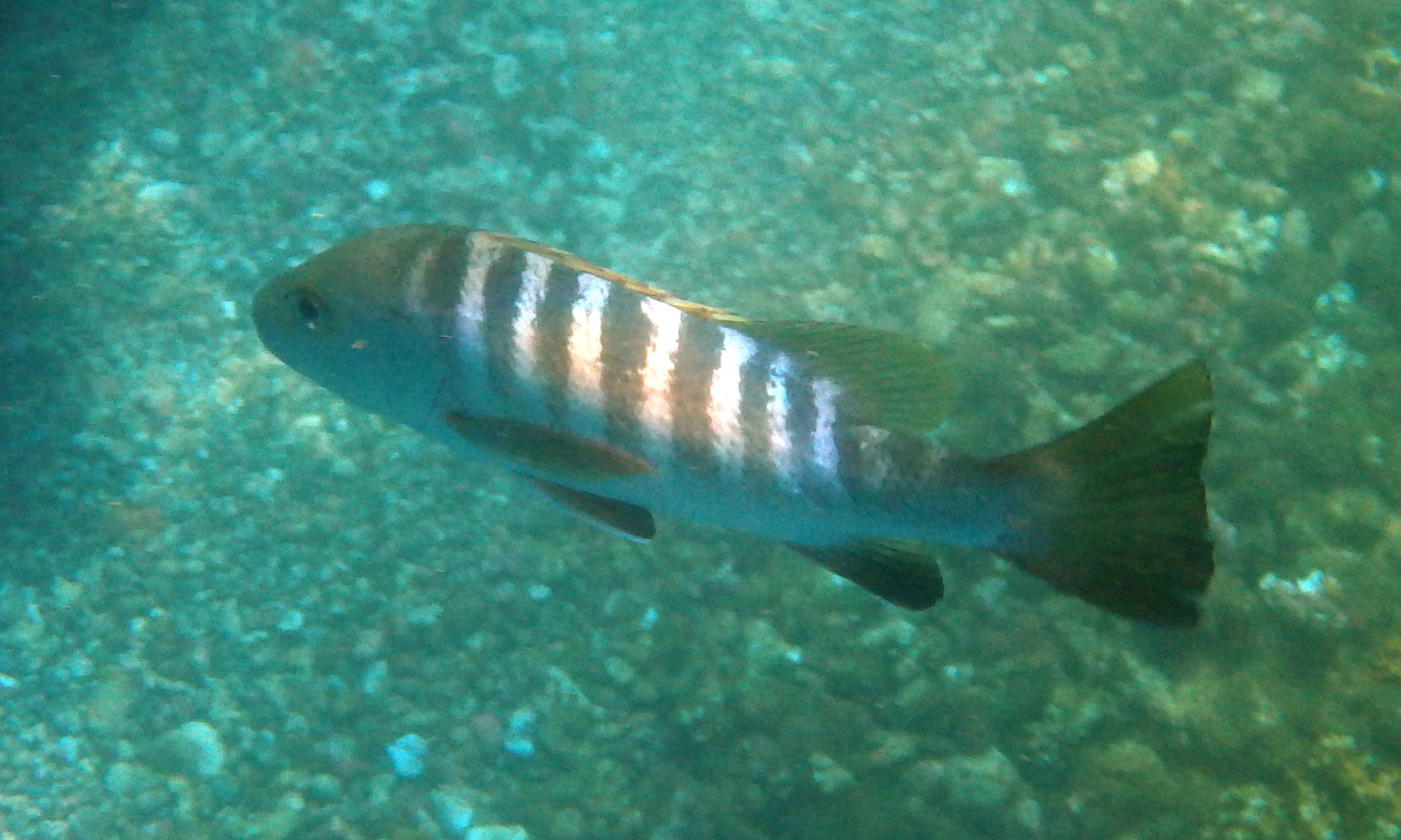 Lutjanus novemfasciatus