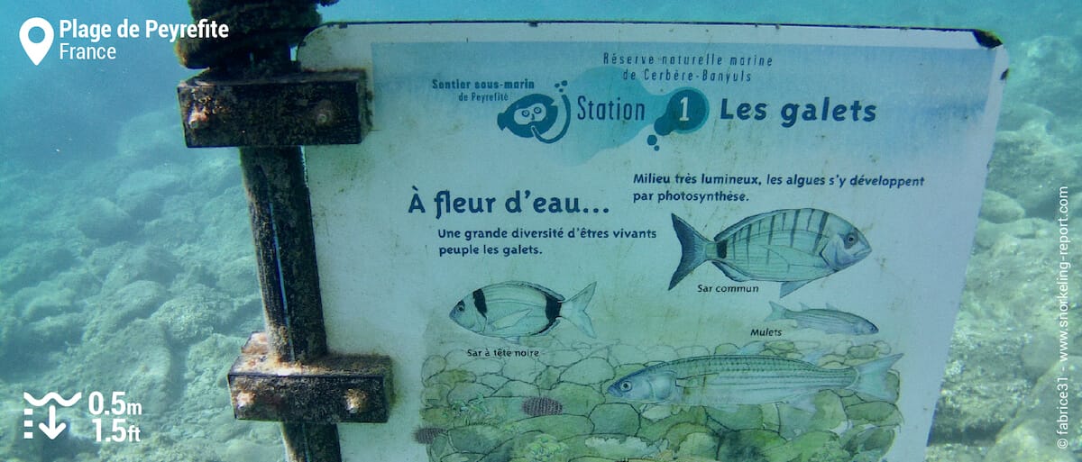 Bouée et panneau du sentier sous-marin de Banyuls Cerbère