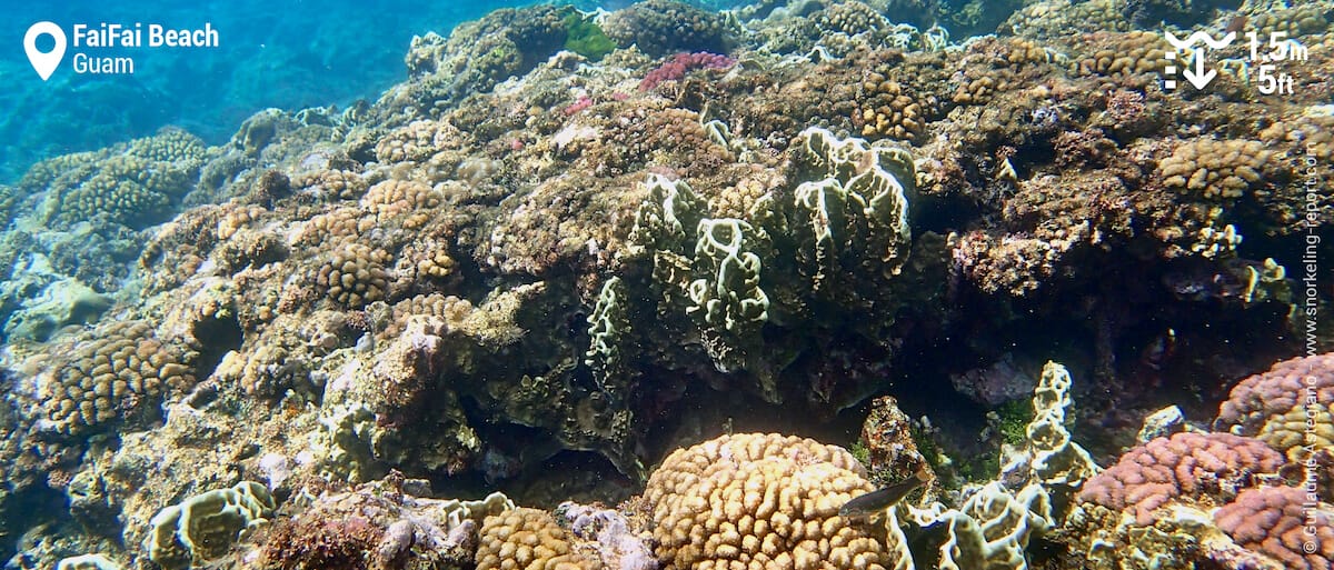 Coral reef at FaiFai Beach