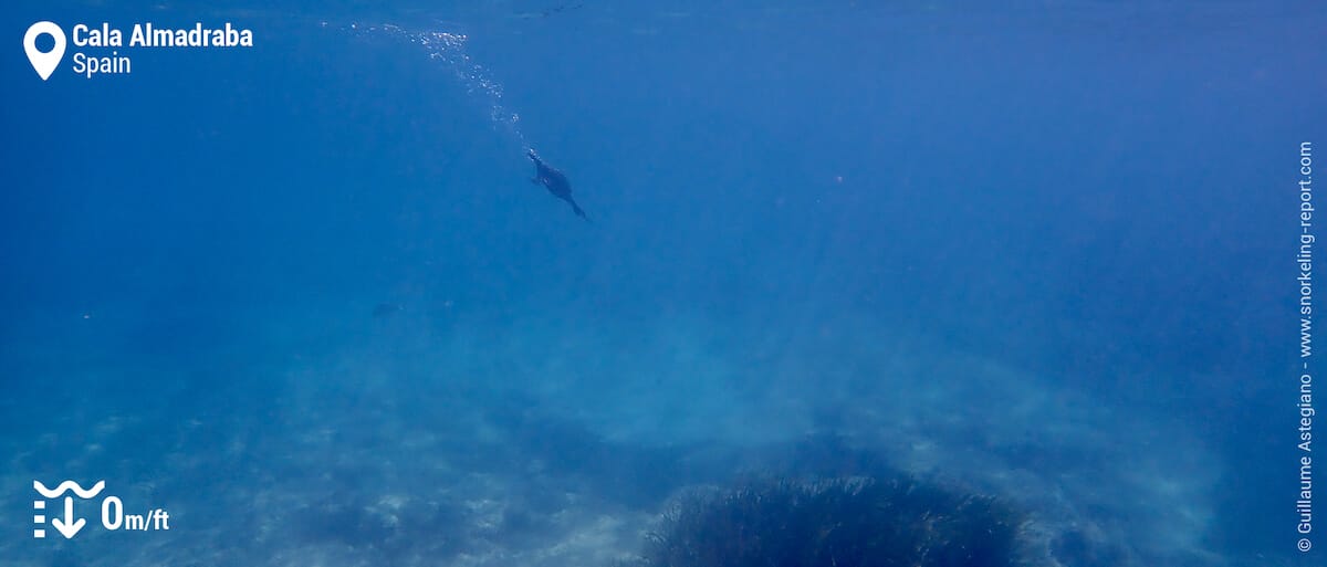 Cormorant at Cala Almadabra, Benidorm