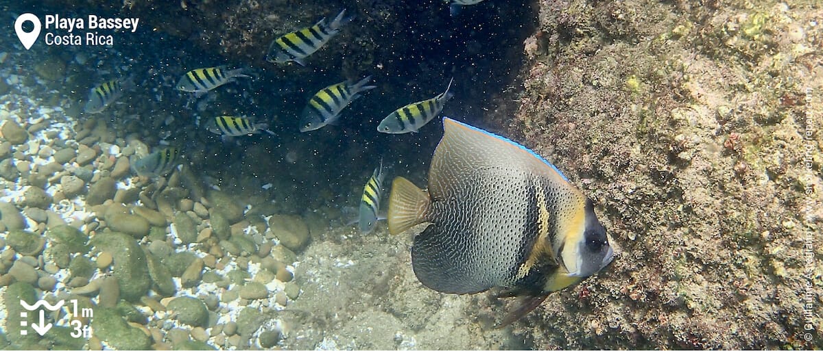 Cortez angelfish and sergeant majors at Playa Bassey