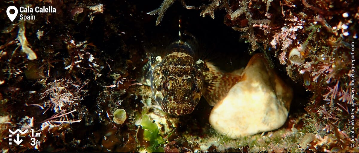 Goby at Cala Calella