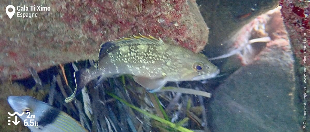 Mérou brun juvénile à Cala Ti Ximo, Benidorm