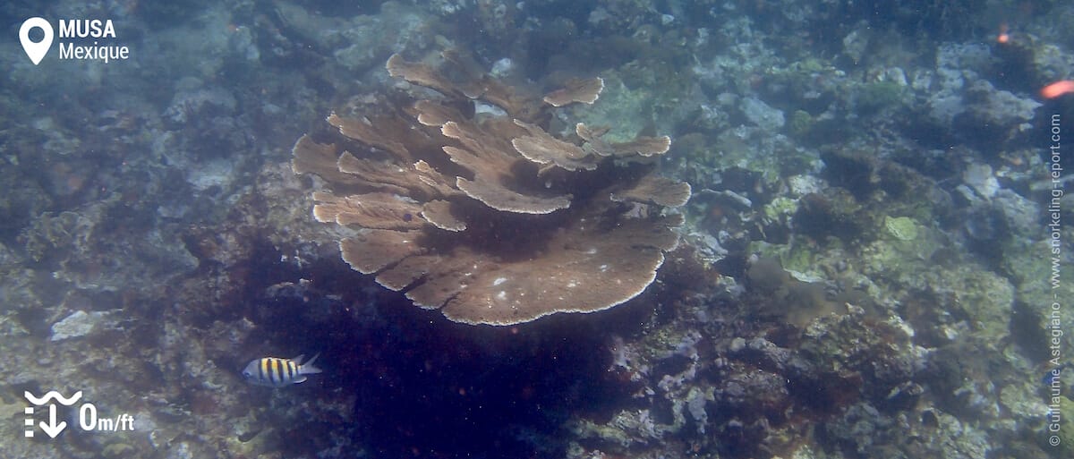 Le récif corallien de Manchones