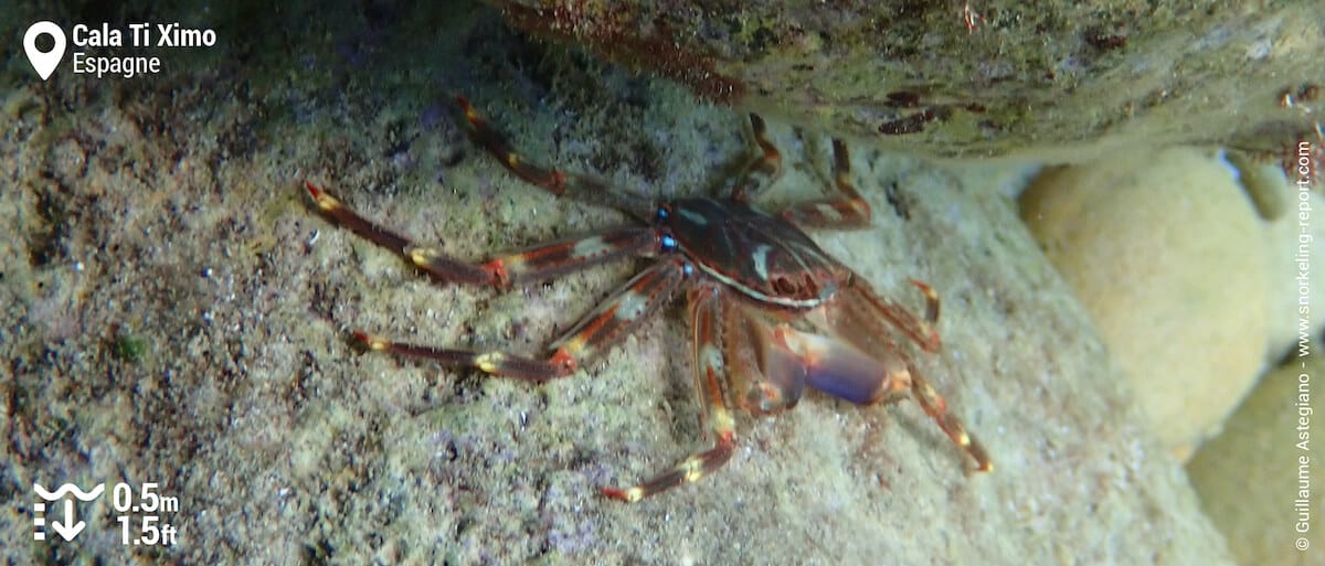 Sally pied léger à Cala Ti Ximo, Benidorm