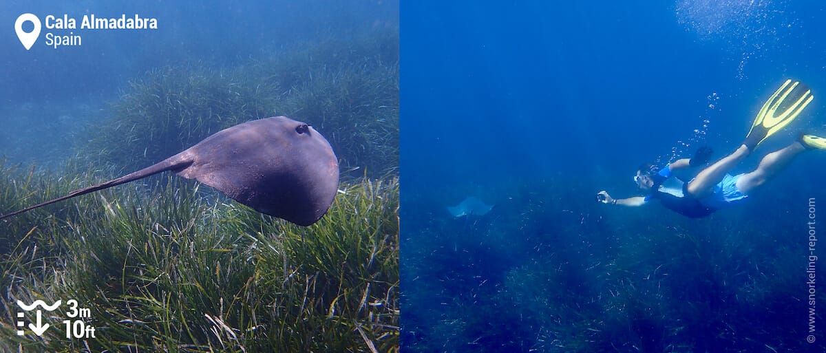 Snorkeling with stingray at Cala Almadabra, Benidorm
