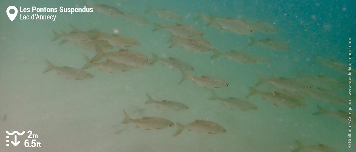 Banc de gardons aux pontons suspendus