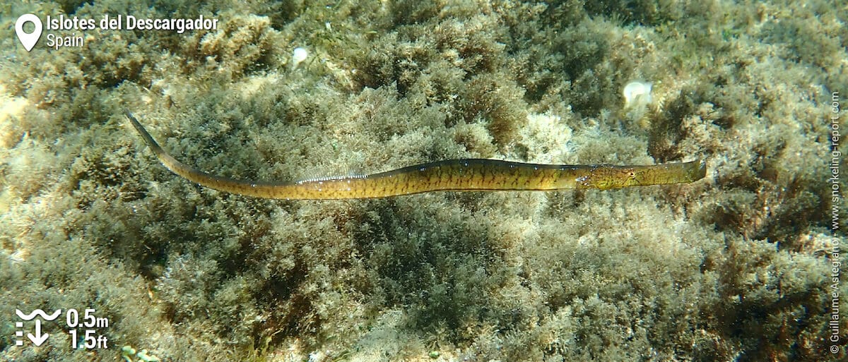 Broadnosed pipefish at Islotes del Descargador