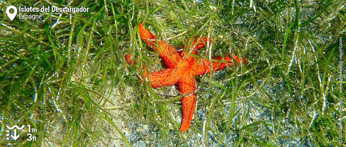 Etoile de mer rouge dans un herbier de cymodocée