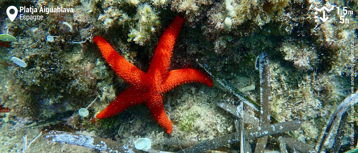 Etoile de mer rouge à Platja Aiguablava