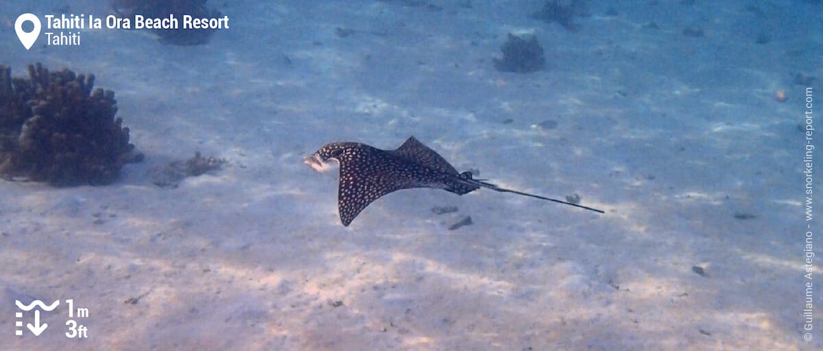Raie léopard au Tahiti Ia Ora Beach Resort