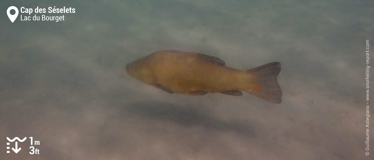 Tanche au Cap des Séselets