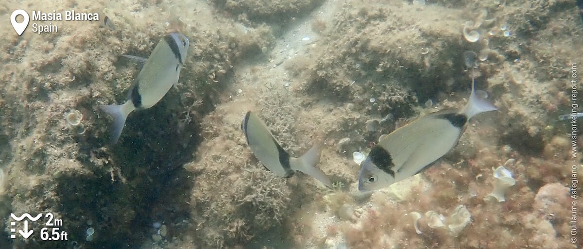 Two-banded seabream at Reserva Marina Masía Blanca