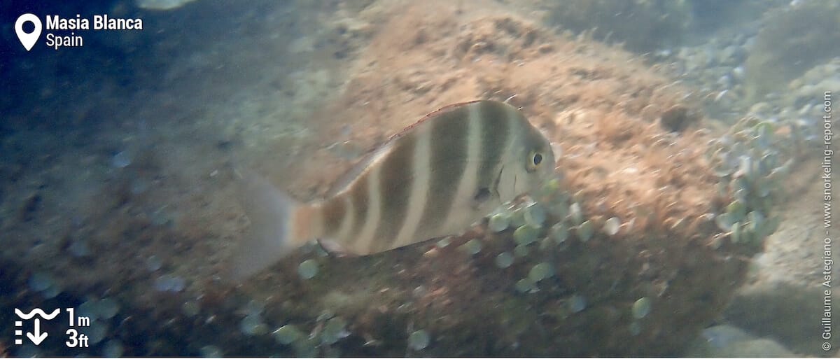 Zebra seabream at Reserva Marina Masía Blanca