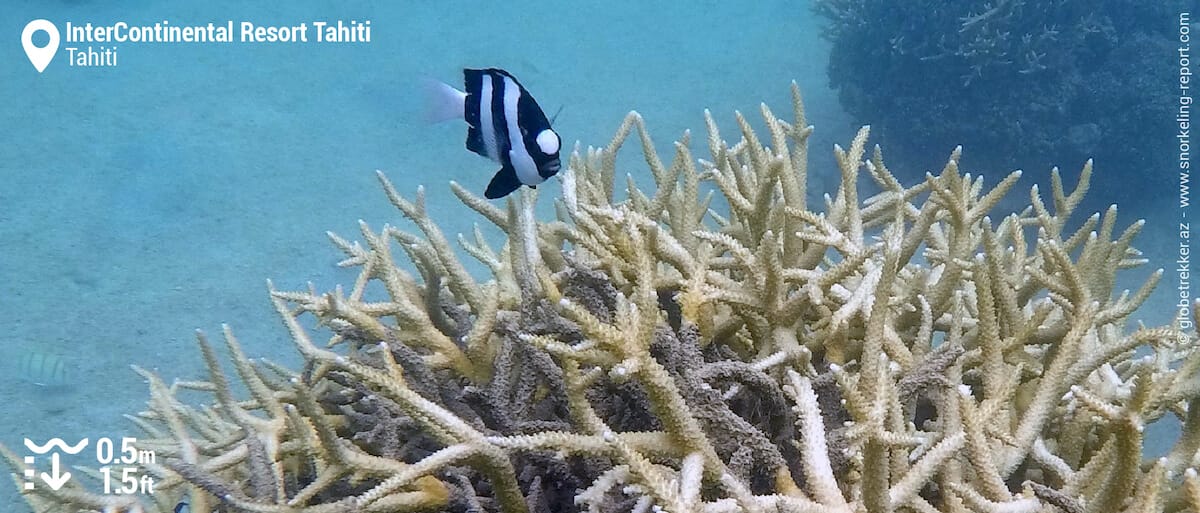 Branching coral and damselfish at InterContinental Resort Tahiti