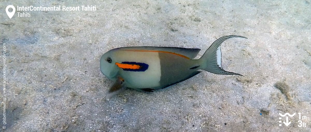 Orangeband surgeonfish at InterContinental Resort Tahiti