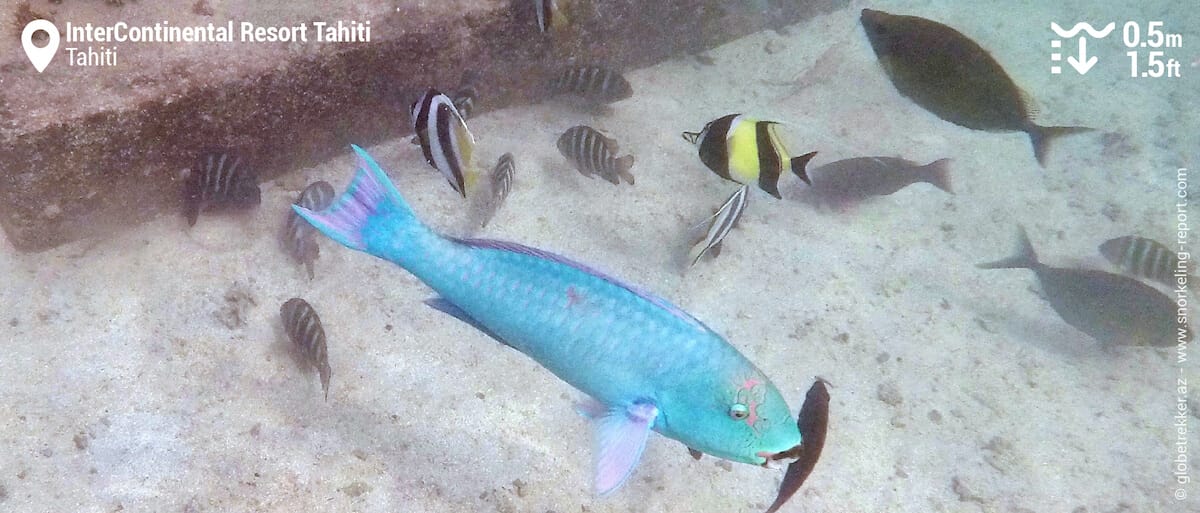 Tropical fish at InterContinental Resort Tahiti