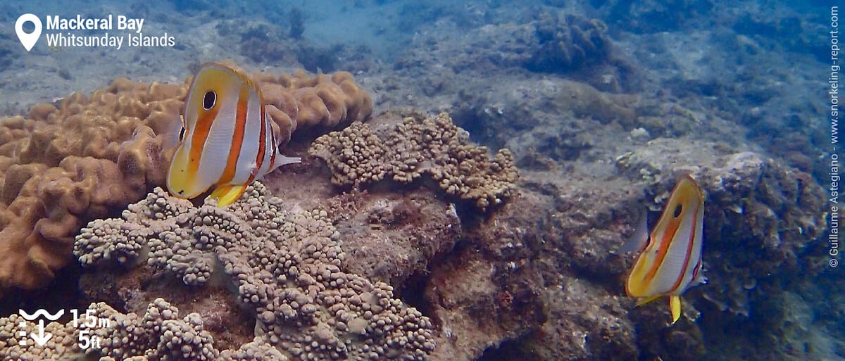 Cooperband butterflyfish
