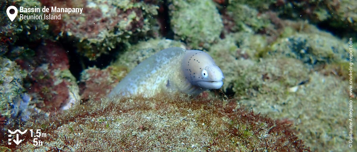 Geometric moray in Manapany