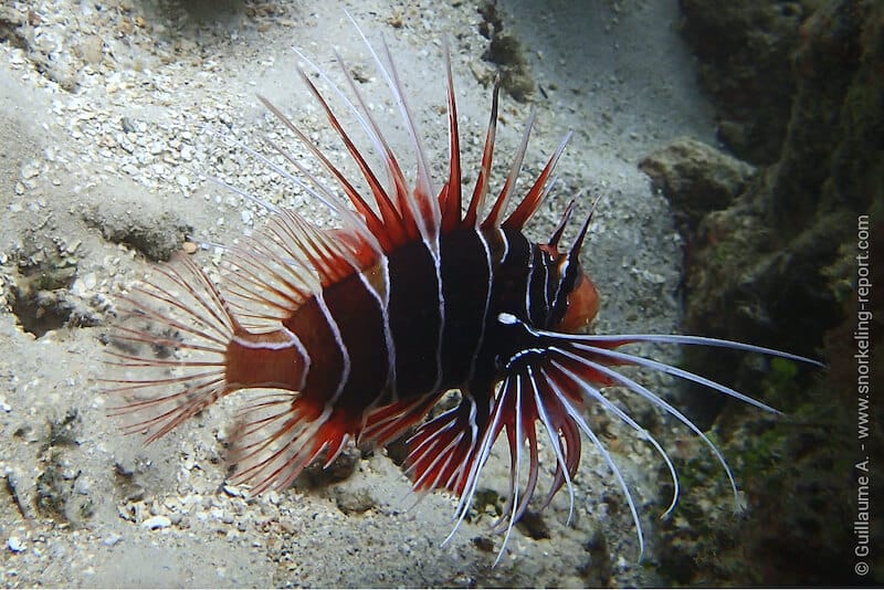Lionfish