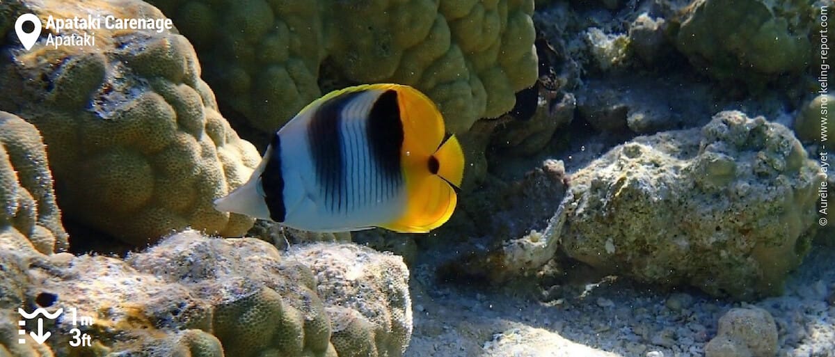 Double-saddled butterflyfish in Apataki