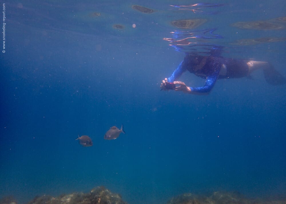 Snorkeler taking picture of a fish