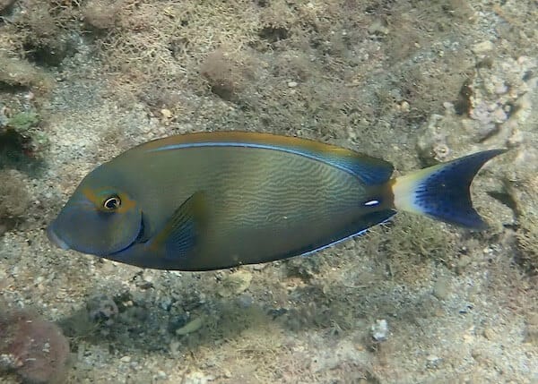 Acanthurus dussumieri