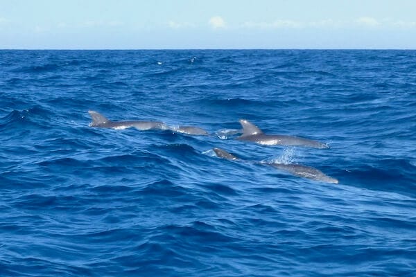 Dolphins Zanzibar