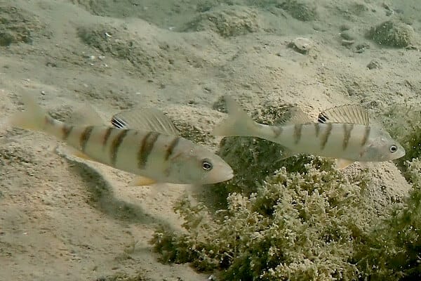 Perch in French Alps