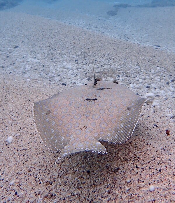 Flounder in sandy beds