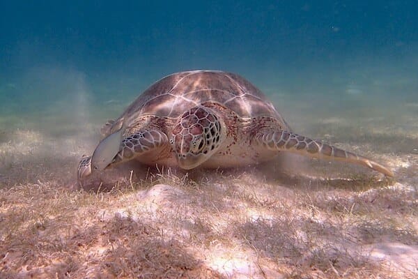 Green sea turtle in seagrass meadows