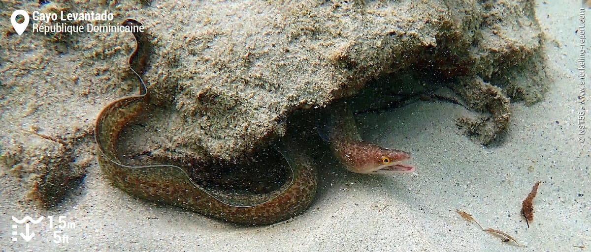 Murène porcelaine à Cayo Levantado